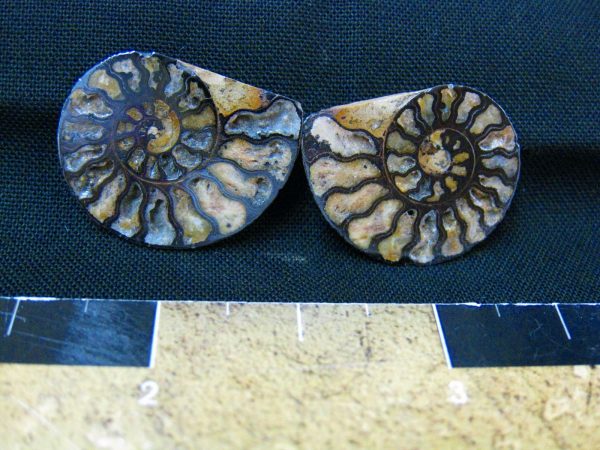 Hematite Replaced Ammonite #6 - Morocco