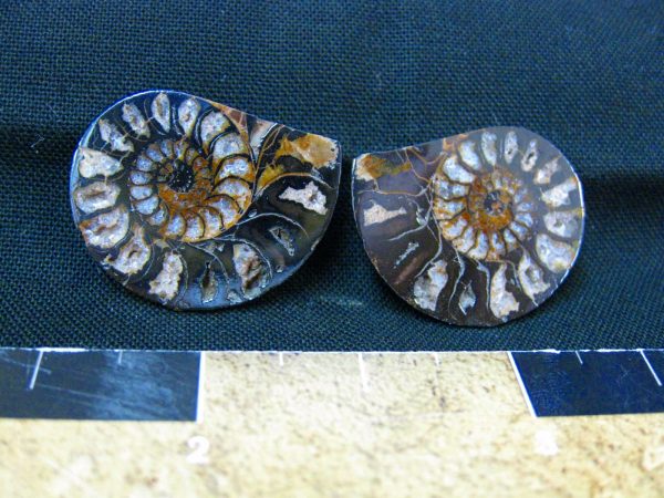 Hematite Replaced Ammonite #8 - Morocco