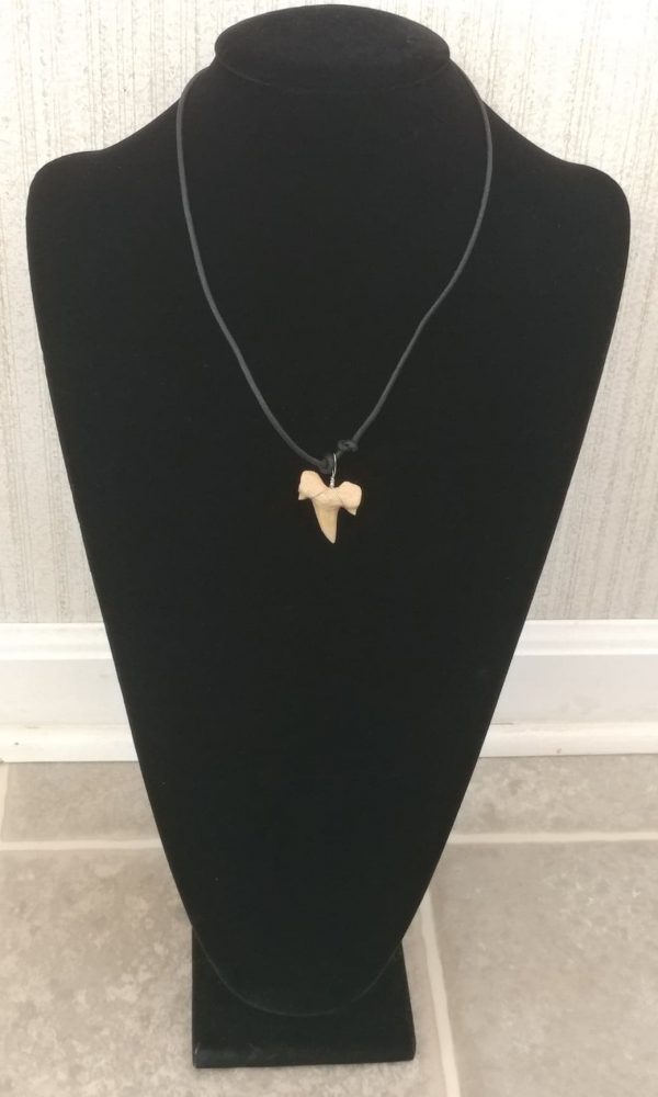 Shark Tooth Necklace #3