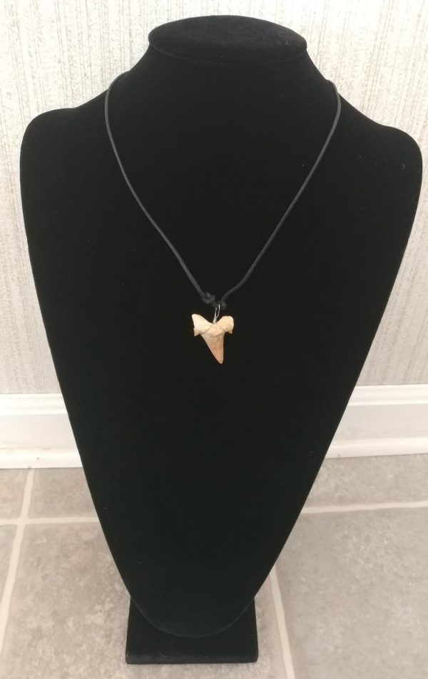 Shark Tooth Necklace #2