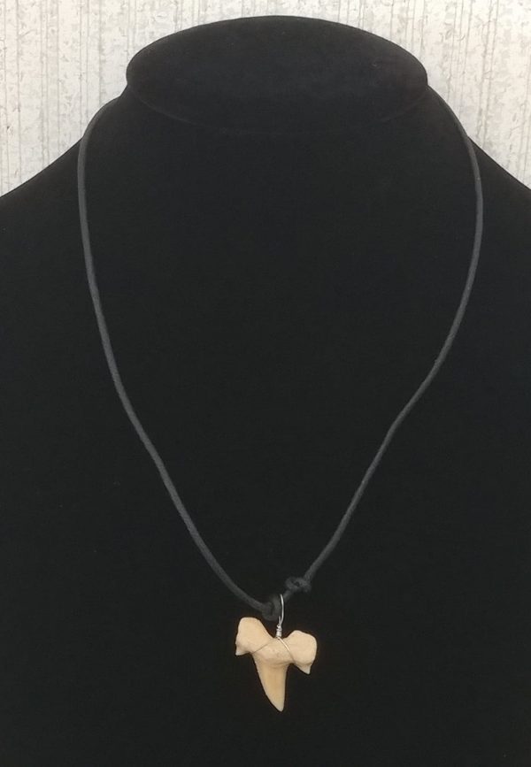 Shark Tooth Necklace #3 - Image 3