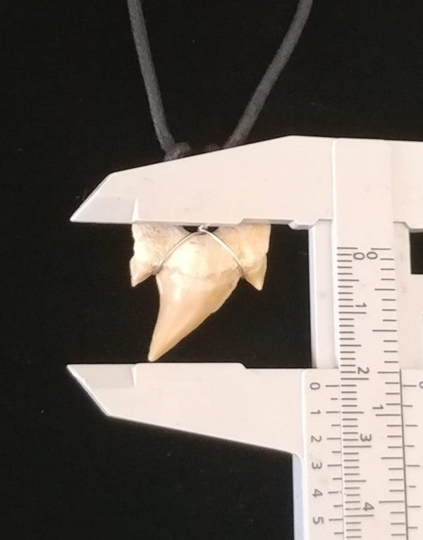 Shark Tooth Necklace #1 - Image 2