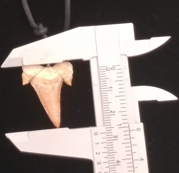 Shark Tooth Necklace #2 - Image 2