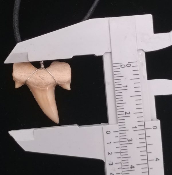 Shark Tooth Necklace #3 - Image 2