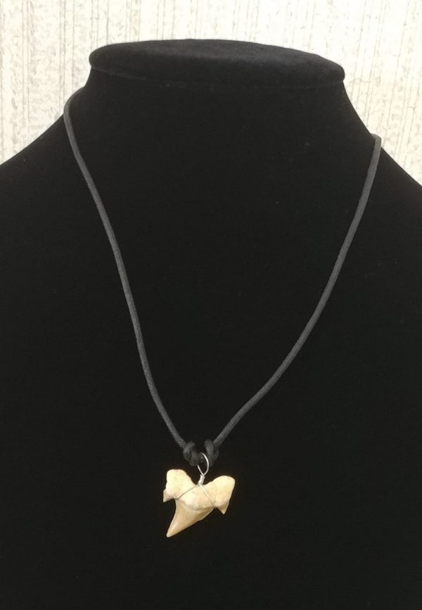 Shark Tooth Necklace #1 - Image 3