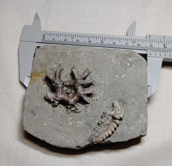 Crawfordsville Crinoid #72 - Image 3