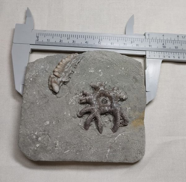 Crawfordsville Crinoid #72 - Image 2