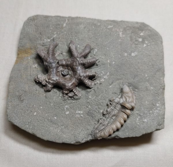 Crawfordsville Crinoid #72