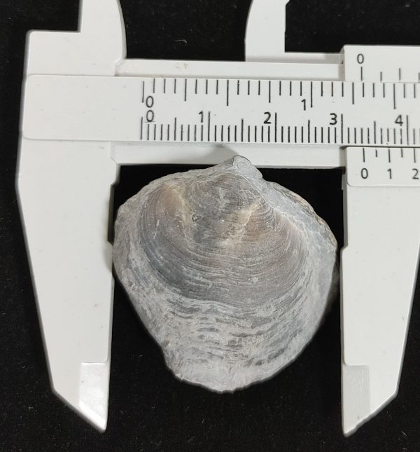 Arthyris New York Brachiopod #2 - Image 2