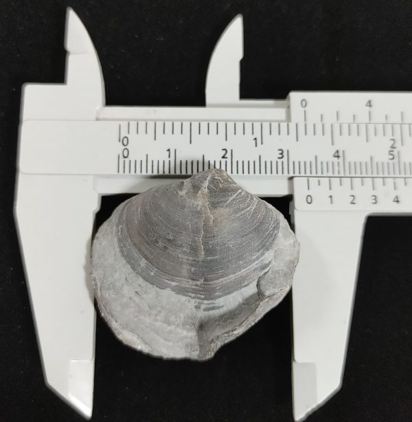 Arthyris New York Brachiopod #2 - Image 3