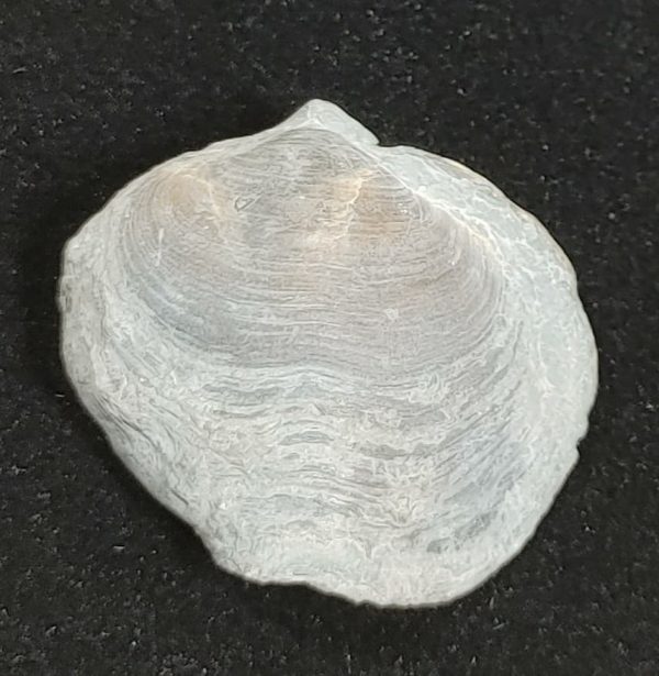 Arthyris New York Brachiopod #2