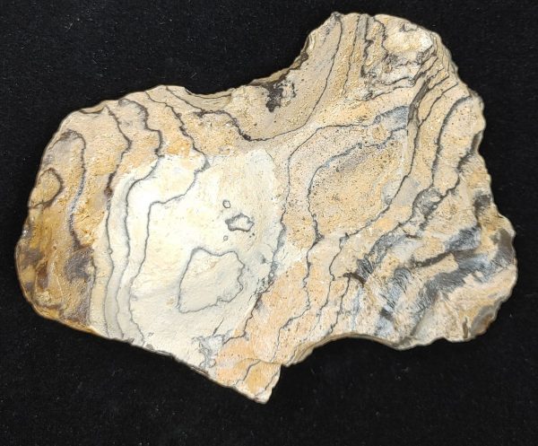 Wyoming Zebra Stromatolite #34 - Image 3