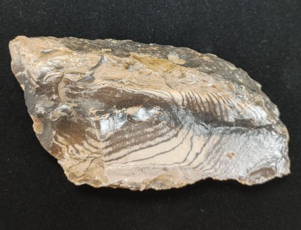 Wyoming Zebra Stromatolite #36