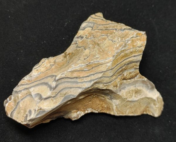 Wyoming Zebra Stromatolite #35