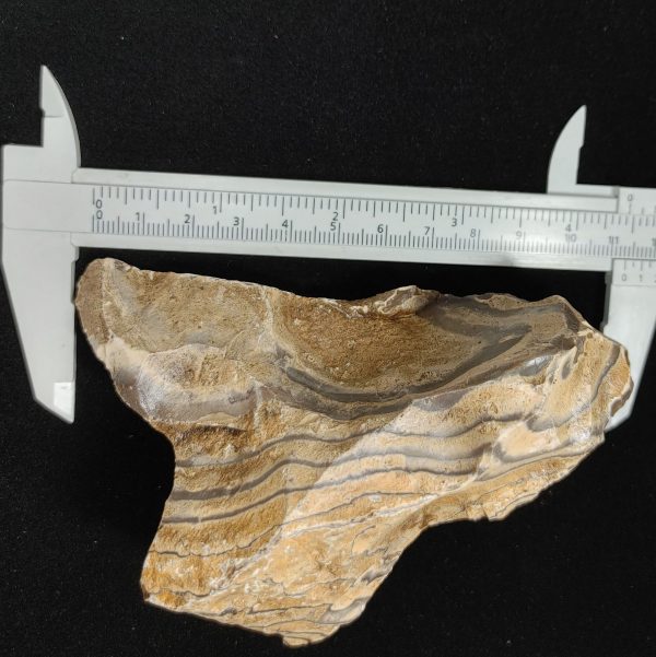 Wyoming Zebra Stromatolite #35 - Image 3