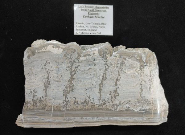 England Cotham Marble Stromatolite #22 - Image 2