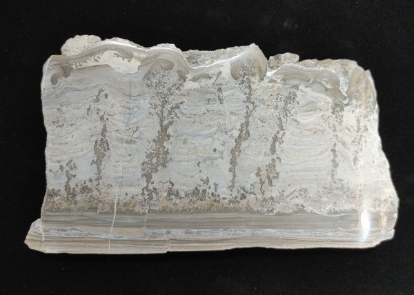 England Cotham Marble Stromatolite #19