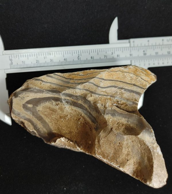 Wyoming Zebra Stromatolite #35 - Image 4