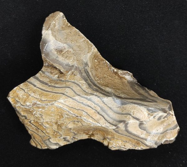 Wyoming Zebra Stromatolite #35 - Image 2