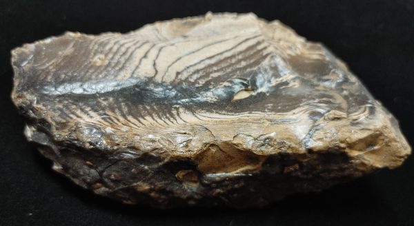 Wyoming Zebra Stromatolite #36 - Image 2