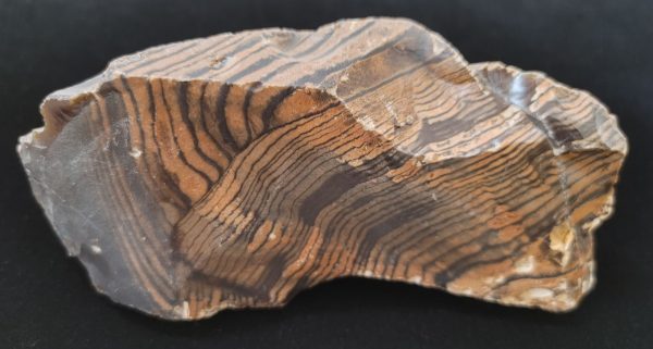 Wyoming Zebra Stromatolite #37 - Image 2