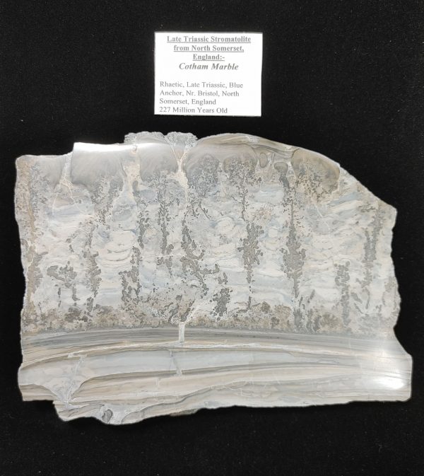 England Cotham Marble Stromatolite #17 - Image 2