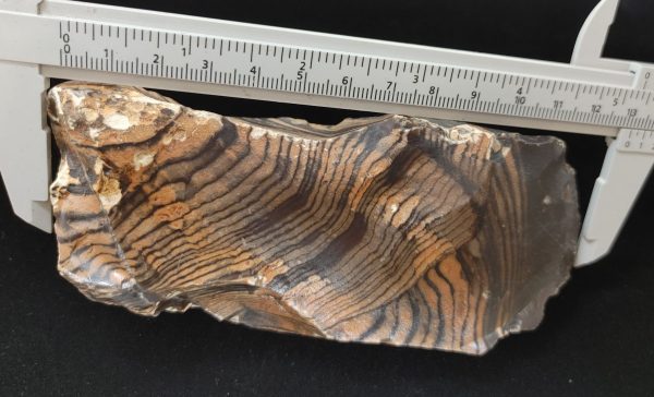 Wyoming Zebra Stromatolite #37 - Image 4