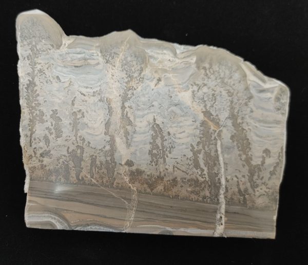 England Cotham Marble Stromatolite #16