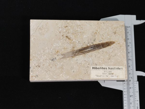 Hibolites hastatus #1 - Image 3