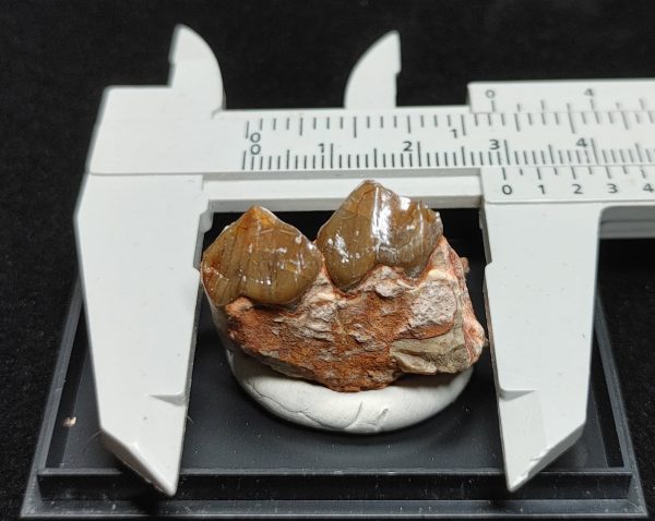 Oreodont Jaw #1 - Image 3