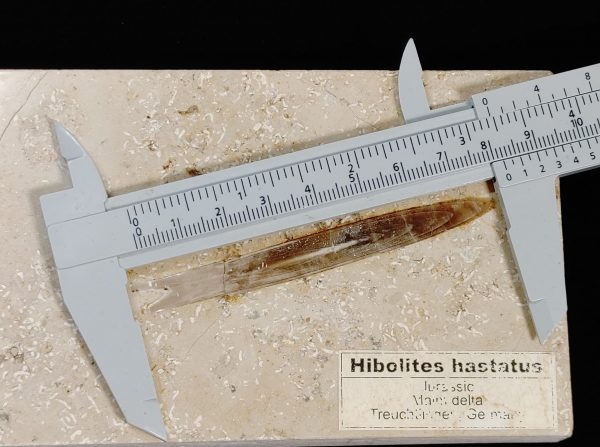 Hibolites hastatus #1 - Image 4