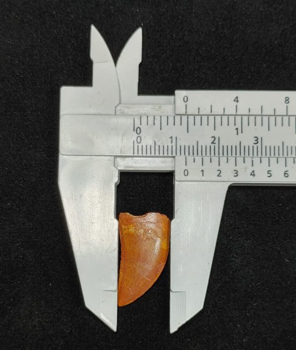 Carcharodontosaurus Dinosaur Tooth #39 - Image 3