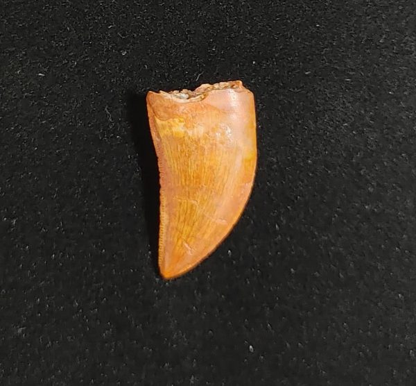 Carcharodontosaurus Dinosaur Tooth #39