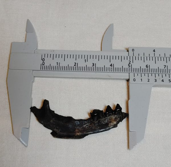 Raccoon Jaw #1 - Image 3