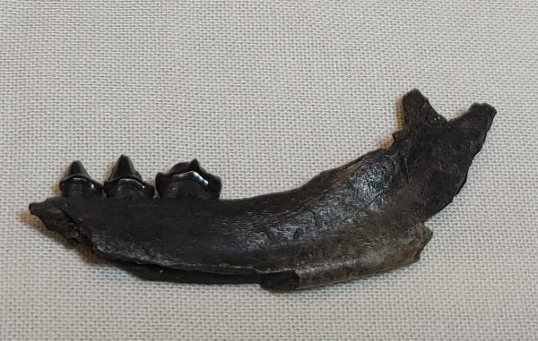 Raccoon Jaw #1 - Image 2