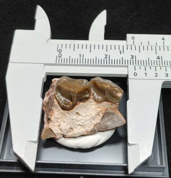 Oreodont Jaw #1 - Image 4