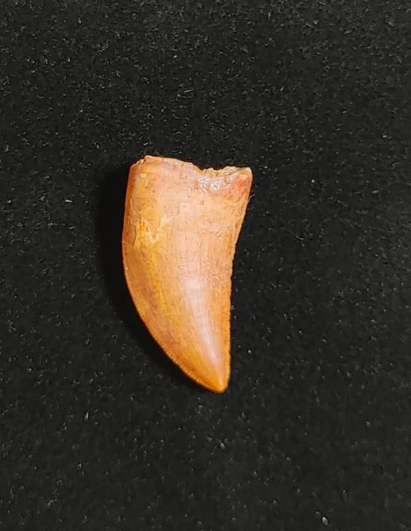 Carcharodontosaurus Dinosaur Tooth #39 - Image 2