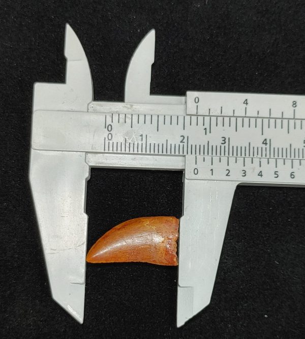 Carcharodontosaurus Dinosaur Tooth #39 - Image 4