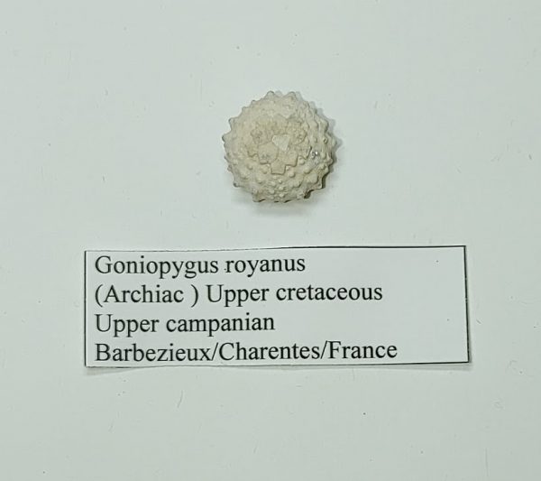 French Echinoid #1 - Image 3