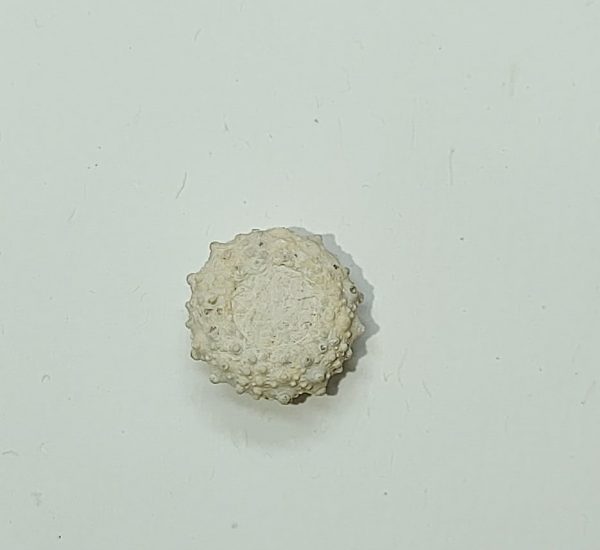 French Echinoid #1 - Image 2