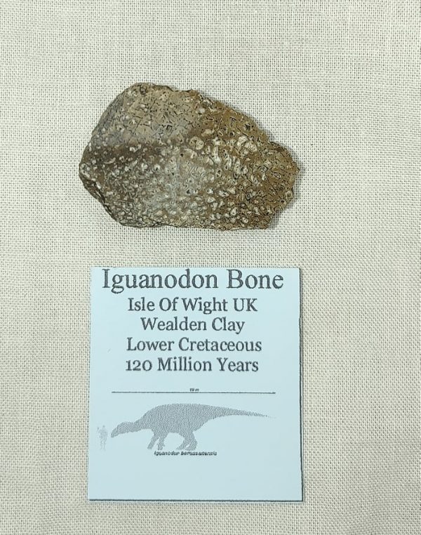 Iguanodon Bone #9 - Image 4