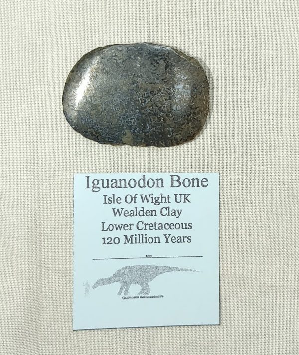 Iguanodon Bone #10 - Image 4