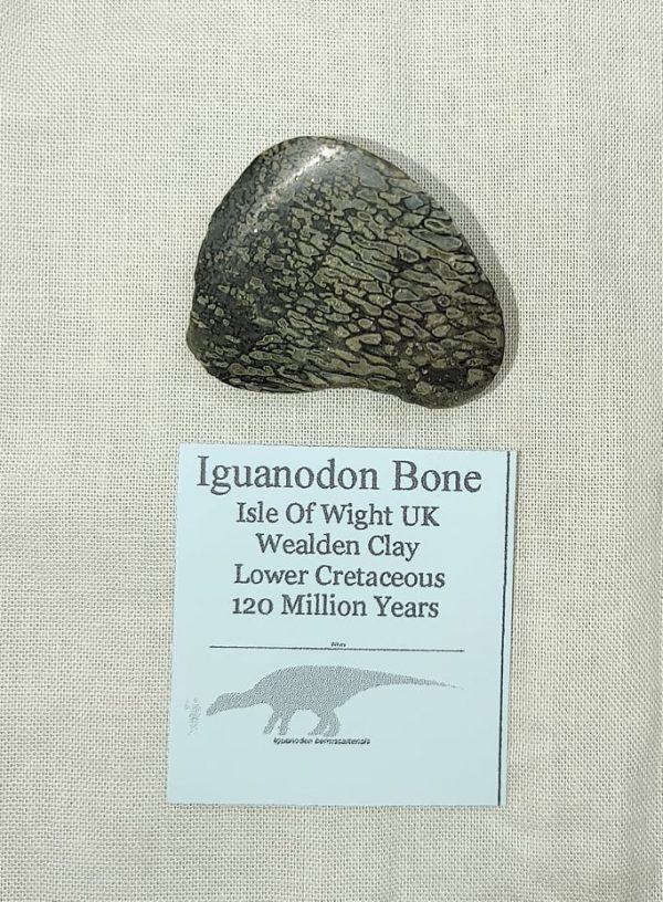 Iguanodon Bone #7 - Image 4