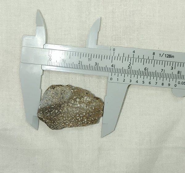 Iguanodon Bone #9 - Image 3