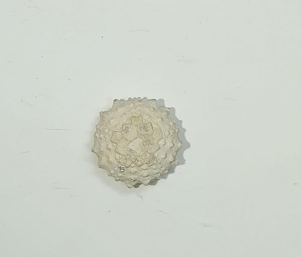 French Echinoid #1