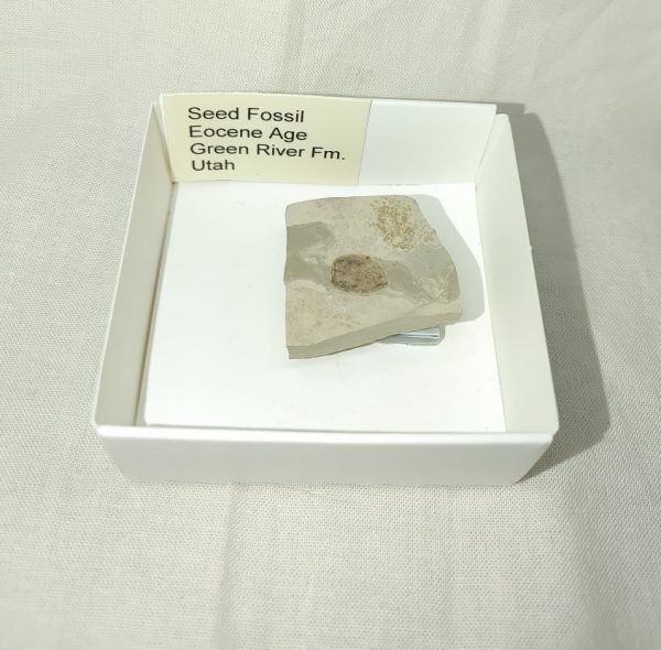 Seed Fossil #1 - Image 5