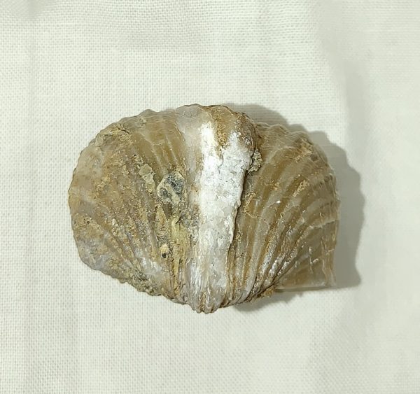 Kentucky Platystrophia Brachiopod #6 - Image 3