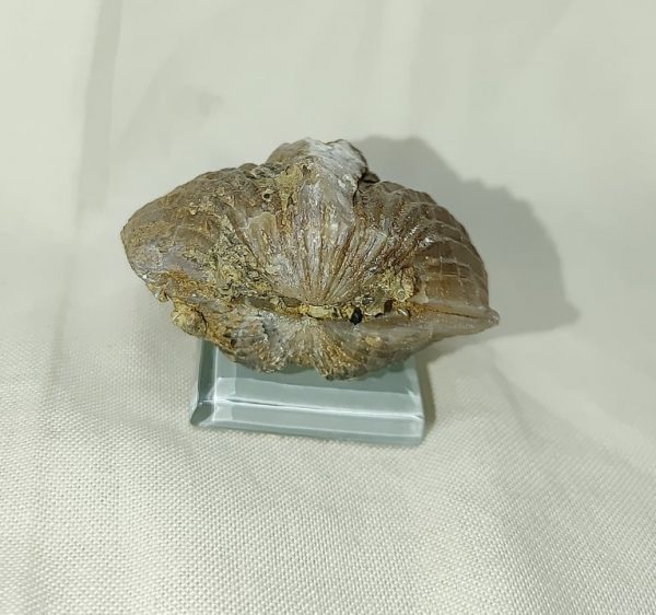 Kentucky Platystrophia Brachiopod #6