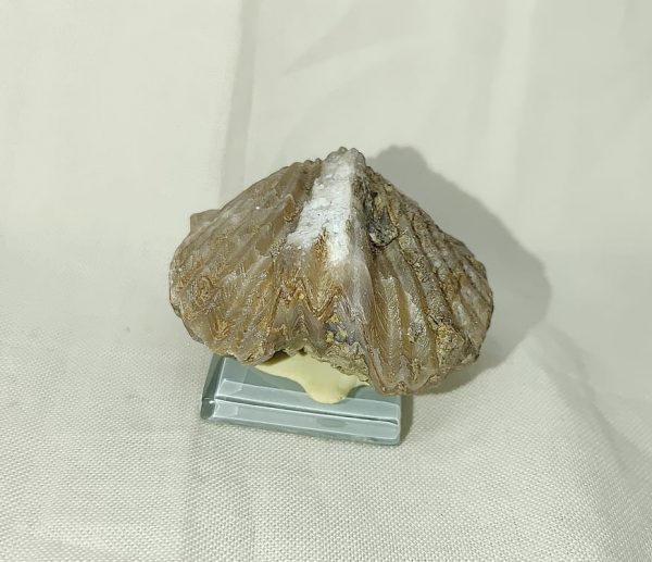 Kentucky Platystrophia Brachiopod #6 - Image 2