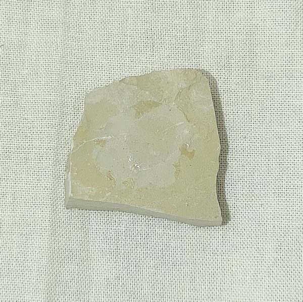 Seed Fossil #1 - Image 2